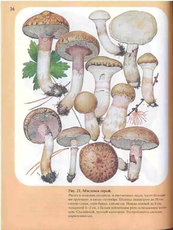 КулЛиб. А. В. Юдин - Большой определитель грибов. Страница № 26