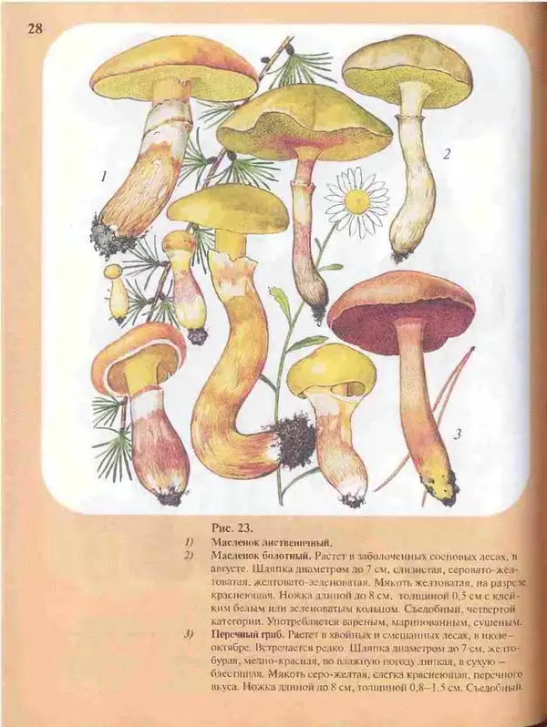 КулЛиб. А. В. Юдин - Большой определитель грибов. Страница № 28