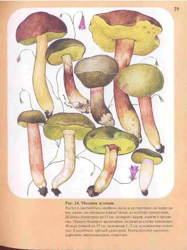 КулЛиб. А. В. Юдин - Большой определитель грибов. Страница № 29
