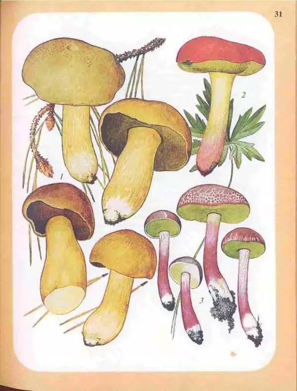 КулЛиб. А. В. Юдин - Большой определитель грибов. Страница № 31