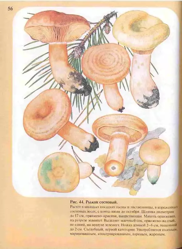 КулЛиб. А. В. Юдин - Большой определитель грибов. Страница № 56