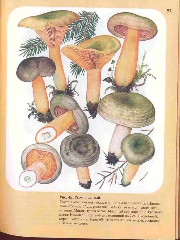КулЛиб. А. В. Юдин - Большой определитель грибов. Страница № 57