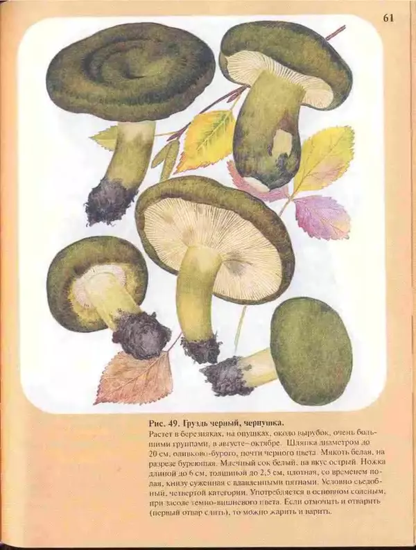КулЛиб. А. В. Юдин - Большой определитель грибов. Страница № 61