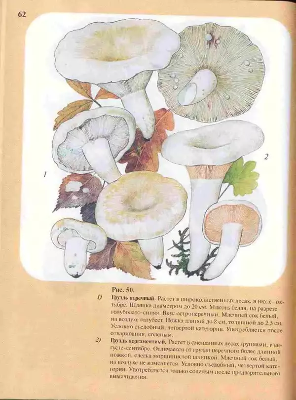 КулЛиб. А. В. Юдин - Большой определитель грибов. Страница № 62