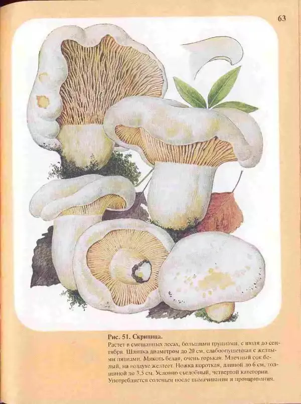 КулЛиб. А. В. Юдин - Большой определитель грибов. Страница № 63