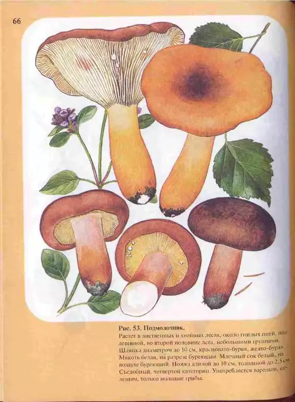 КулЛиб. А. В. Юдин - Большой определитель грибов. Страница № 66