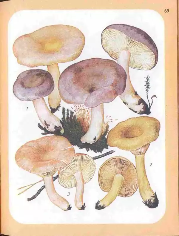 КулЛиб. А. В. Юдин - Большой определитель грибов. Страница № 69