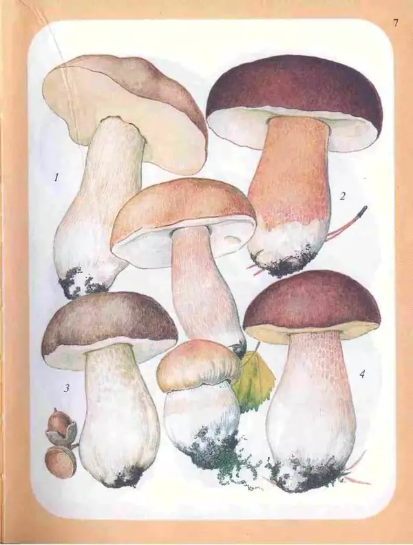КулЛиб. А. В. Юдин - Большой определитель грибов. Страница № 7
