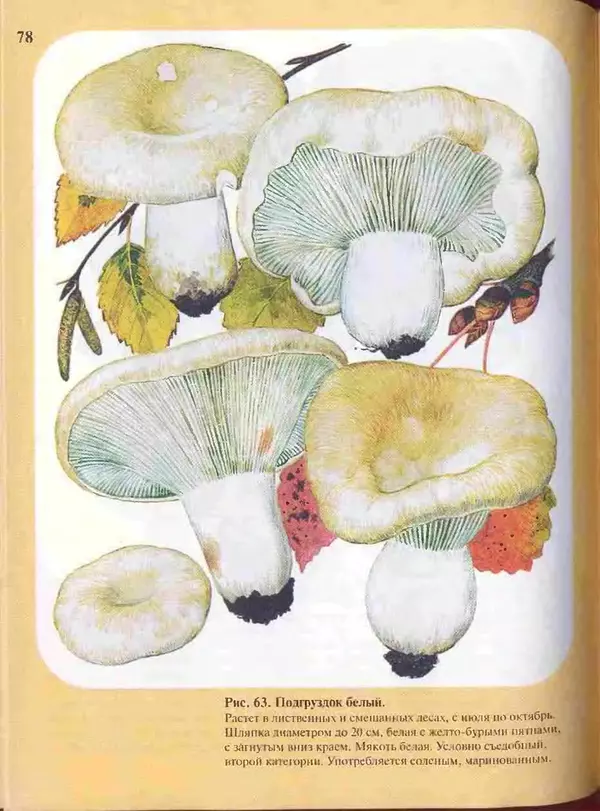 КулЛиб. А. В. Юдин - Большой определитель грибов. Страница № 78