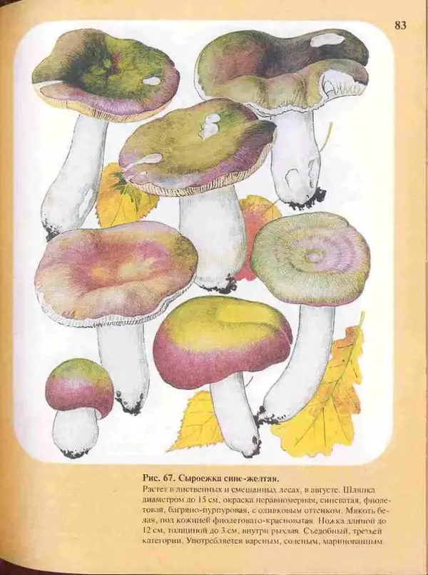 КулЛиб. А. В. Юдин - Большой определитель грибов. Страница № 83