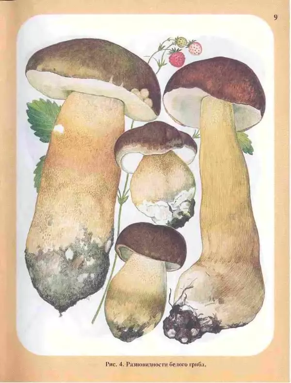 КулЛиб. А. В. Юдин - Большой определитель грибов. Страница № 9