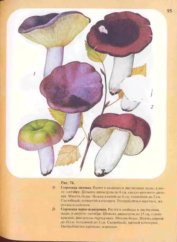 КулЛиб. А. В. Юдин - Большой определитель грибов. Страница № 95