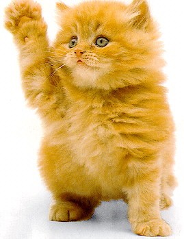 Необычайные приключения рыжего котенка по имени Мурр (fb2)