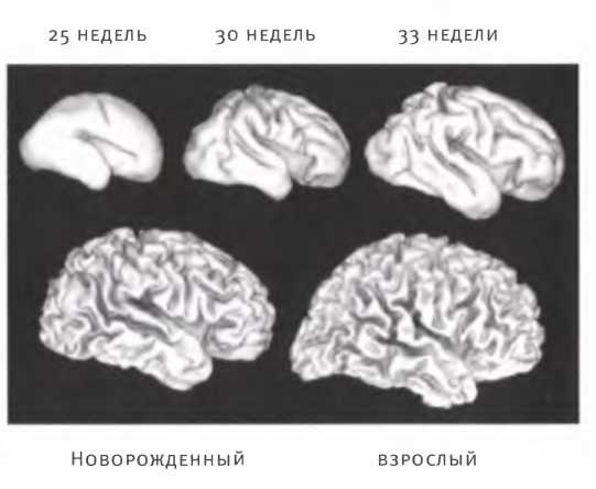 Доклад по теме Структурная асимметрия мозга у музыкантов