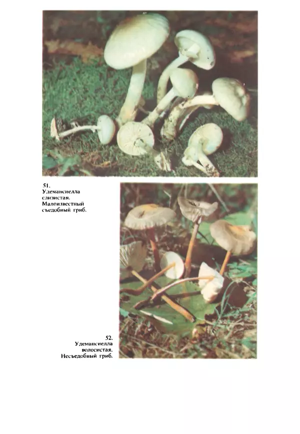 КулЛиб. C. П. Вассер - Съедобные и ядовитые грибы Карпат. Справочник.'