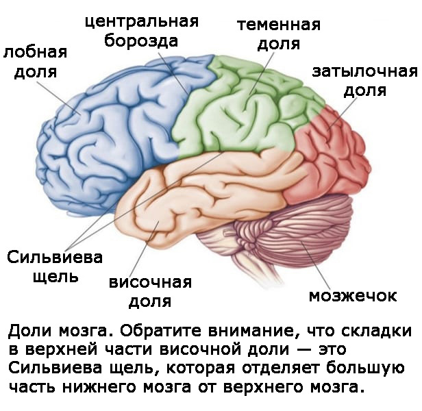 Значение извилин головного мозга. Сильвиева борозда головного мозга. Латеральная борозда мозга сильвиева. Сильвиева борозда разделяет мозг на. Латеральная щель мозга сильвиева борозда.