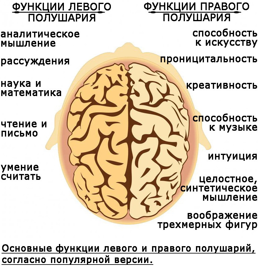 Левая гемисфера головного мозга. Правое полушарие. Левое и правое полушарие. Полушария мозга. Левое и правое полушарие мозга.